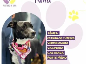Cachorro raça SRD-ViraLata idade 7 a 11 meses nome Nina