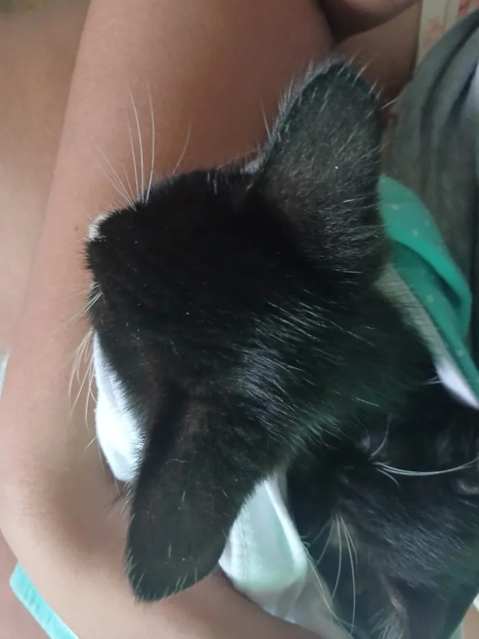 Gato raça SRD-ViraLata idade 2 a 6 meses nome  Eu dei temporária oreo   ambos os dois 