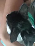  Eu dei temporária oreo   ambos os dois 