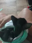  Eu dei temporária oreo   ambos os dois 