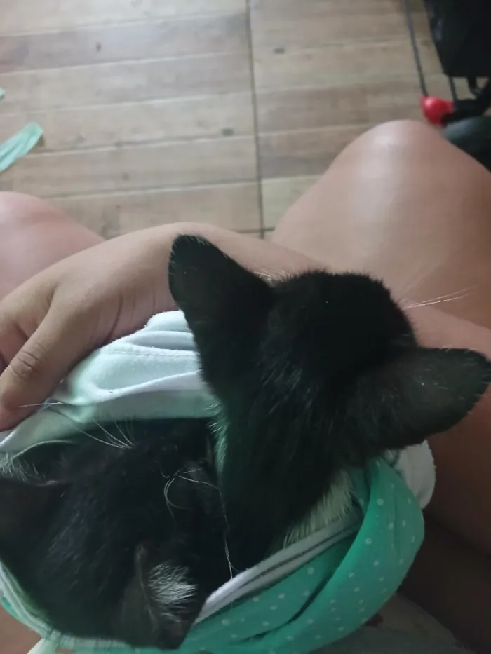 Gato raça SRD-ViraLata idade 2 a 6 meses nome  Eu dei temporária oreo   ambos os dois 