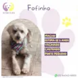 Fofinho