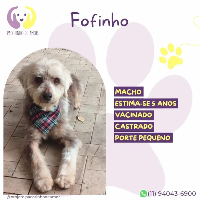 Cachorro raça SRD-ViraLata idade 5 anos nome Fofinho