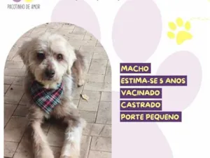 Cachorro raça SRD-ViraLata idade 5 anos nome Fofinho