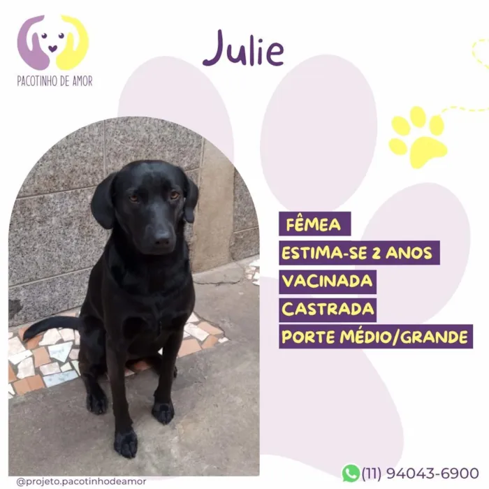 Cachorro raça SRD-ViraLata idade 2 anos nome Julie