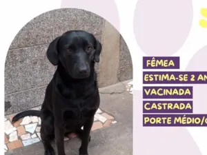 Cachorro raça SRD-ViraLata idade 2 anos nome Julie