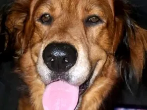 Cachorro raça SRD-ViraLata idade 4 anos nome Peter