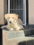 Nala