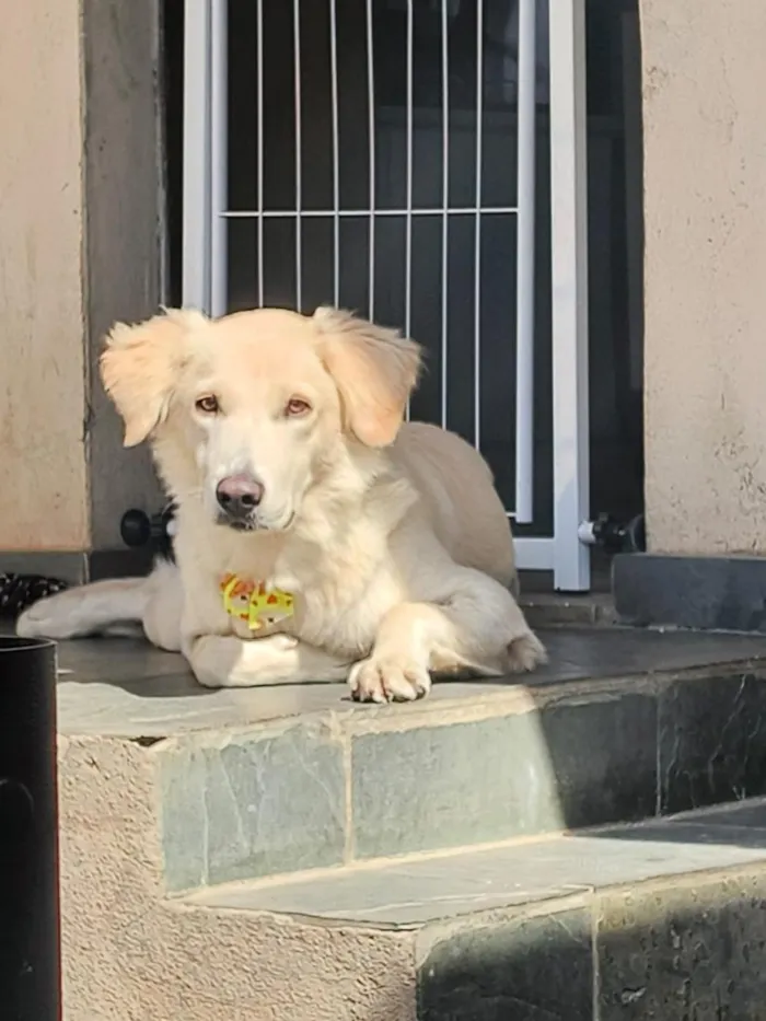 Cachorro raça SRD-ViraLata idade 7 a 11 meses nome Nala