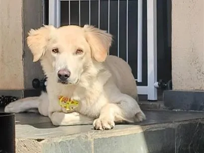 Cachorro raça SRD-ViraLata idade 7 a 11 meses nome Nala