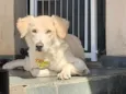 Nala