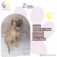 Ziggy
