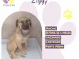 Ziggy