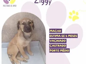 Cachorro raça SRD-ViraLata idade 2 a 6 meses nome Ziggy