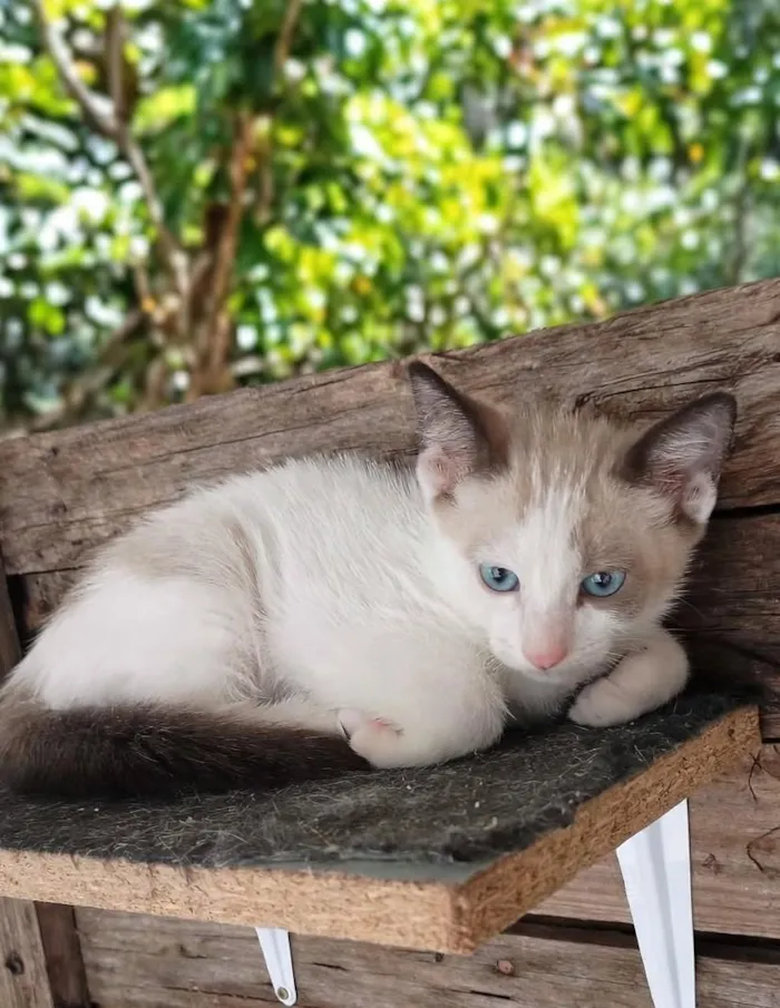 Gato raça SRD-ViraLata idade 2 a 6 meses nome Pudim