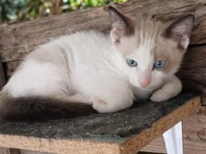 Gato raça SRD-ViraLata idade 2 a 6 meses nome Pudim