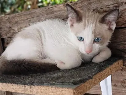 Gato raça SRD-ViraLata idade 2 a 6 meses nome Pudim