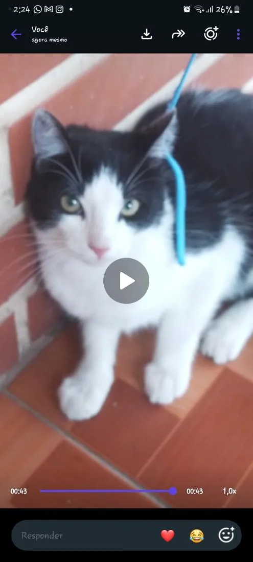 Gato raça SRD-ViraLata idade 7 a 11 meses nome Guinho