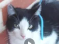 Guinho