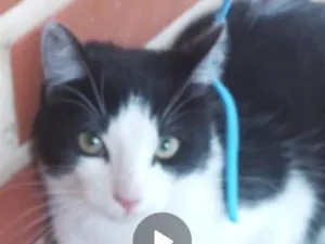 Gato raça SRD-ViraLata idade 7 a 11 meses nome Guinho