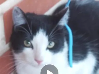 Gato raça SRD-ViraLata idade 7 a 11 meses nome Guinho
