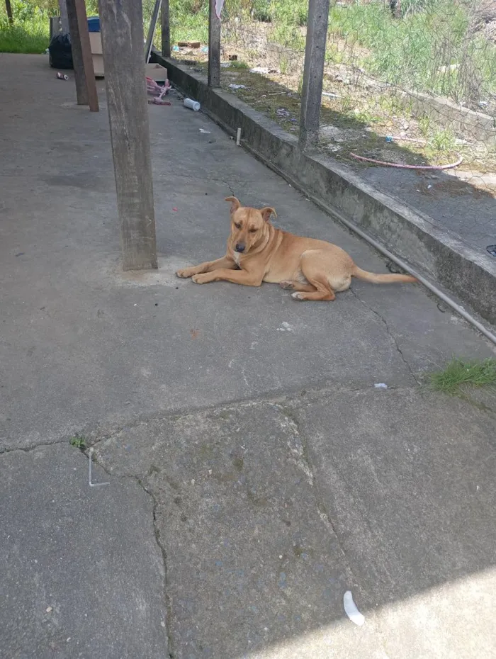 Cachorro raça SRD-ViraLata idade 2 anos nome escubi 
