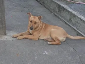 Cachorro raça SRD-ViraLata idade 2 anos nome escubi 