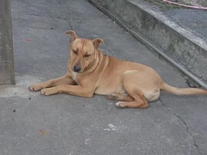 Cachorro raça SRD-ViraLata idade 2 anos nome escubi 