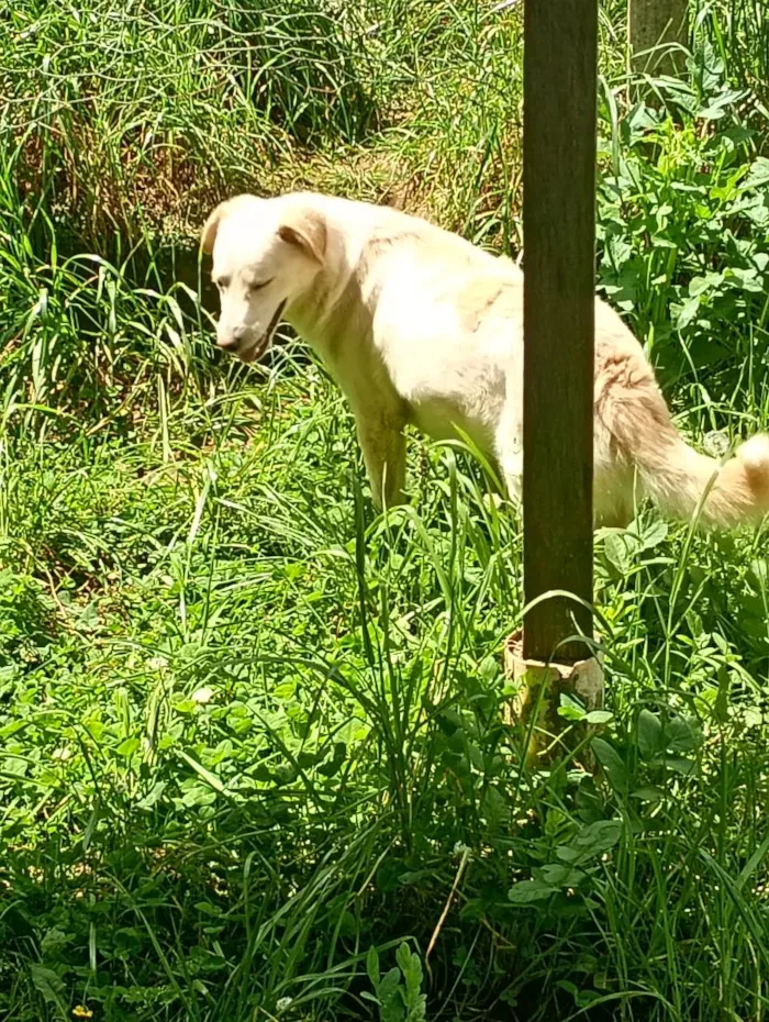 Cachorro raça SRD-ViraLata idade 1 ano nome branquinho 