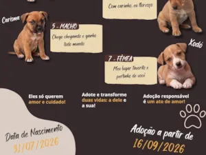 Cachorro raça SRD-ViraLata idade Abaixo de 2 meses nome sete cachorrinhos