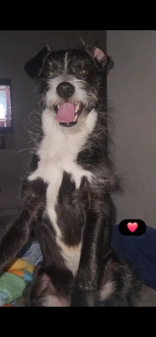 Cachorro raça SRD-ViraLata idade 2 anos nome Bruce