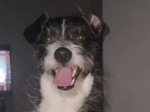 Cachorro raça SRD-ViraLata idade 2 anos nome Bruce