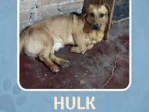 Cachorro raça SRD-ViraLata idade 2 anos nome Hulk