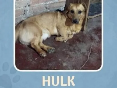 Cachorro raça SRD-ViraLata idade 2 anos nome Hulk