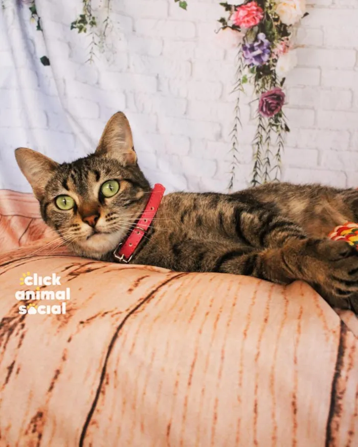 Gato raça SRD-ViraLata idade 2 anos nome Amy