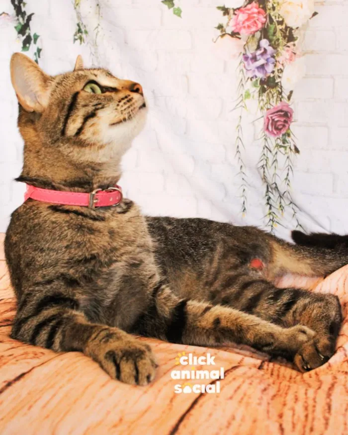 Gato raça SRD-ViraLata idade 2 anos nome Amy