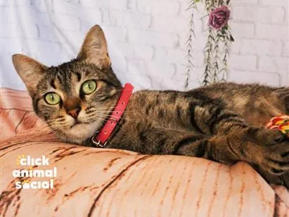 Gato raça SRD-ViraLata idade 2 anos nome Amy