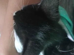 Gato raça SRD-ViraLata idade 2 a 6 meses nome  Eu dei temporária oreo   ambos os dois 