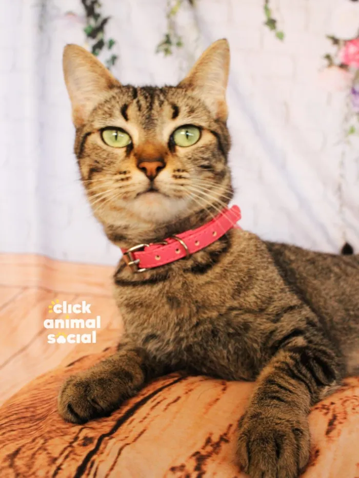 Gato raça SRD-ViraLata idade 2 anos nome Amy