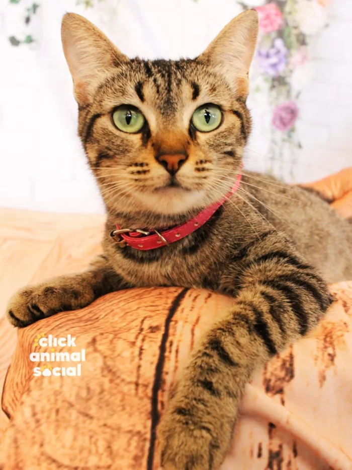 Gato raça SRD-ViraLata idade 2 anos nome Amy