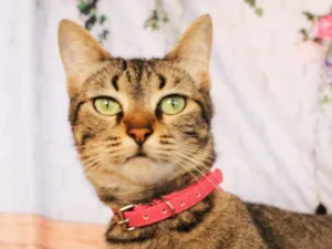 Gato raça SRD-ViraLata idade 2 anos nome Amy