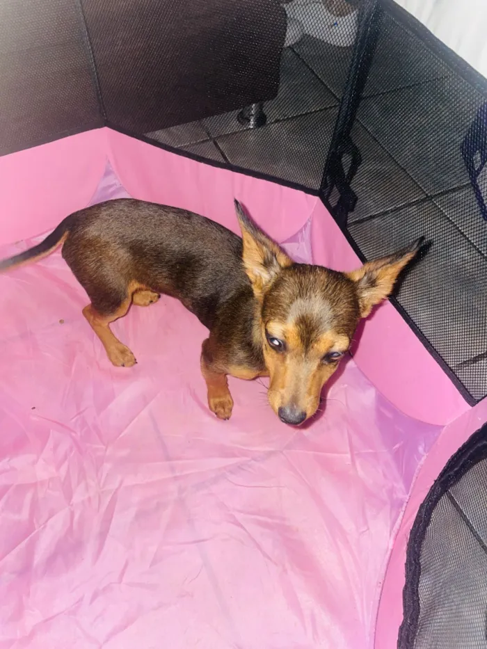 Cachorro raça Pinscher idade 7 a 11 meses nome Íris
