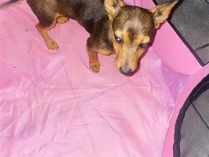 Cachorro raça Pinscher idade 7 a 11 meses nome Íris
