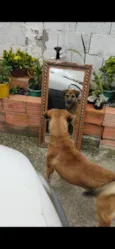 Apolo
