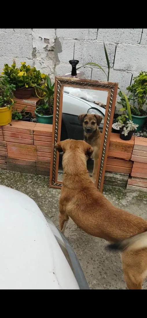 Cachorro raça SRD-ViraLata idade 6 ou mais anos nome Apolo