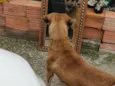 Apolo