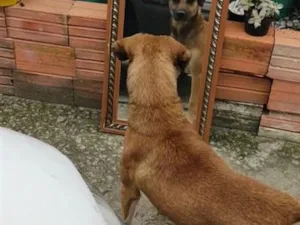 Cachorro raça SRD-ViraLata idade 6 ou mais anos nome Apolo
