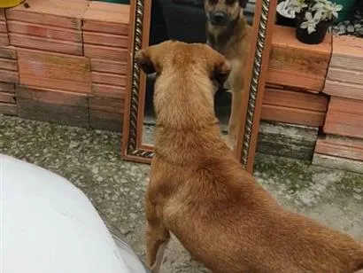 Cachorro raça SRD-ViraLata idade 6 ou mais anos nome Apolo