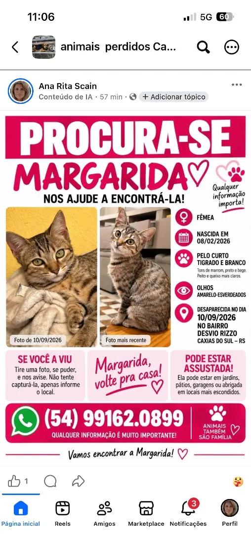 Gato raça SRD-ViraLata idade 7 a 11 meses nome Margarida