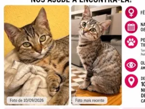 Gato raça SRD-ViraLata idade 7 a 11 meses nome Margarida